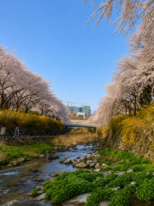 Cherry Blossom Uksucheon Promenade