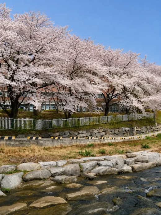 Cherry Blossoms Along Uksucheon Promenade