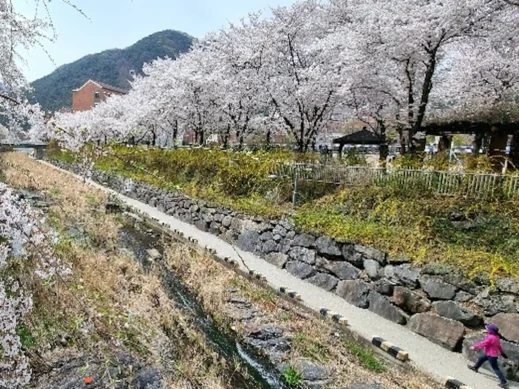 Cherry Blossoms Along Uksucheon Promenade in Daegu