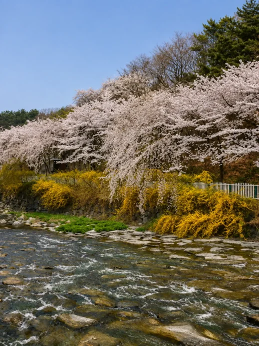 Cherry blossoms, forsythia Uksucheon Promenade