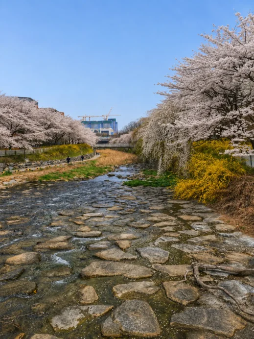 Spring Blossoms Along the Uksucheon Promenade