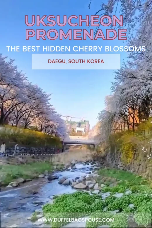 Uksucheon Promenade The Best Hidden Cherry Blossom Spot in Daegu