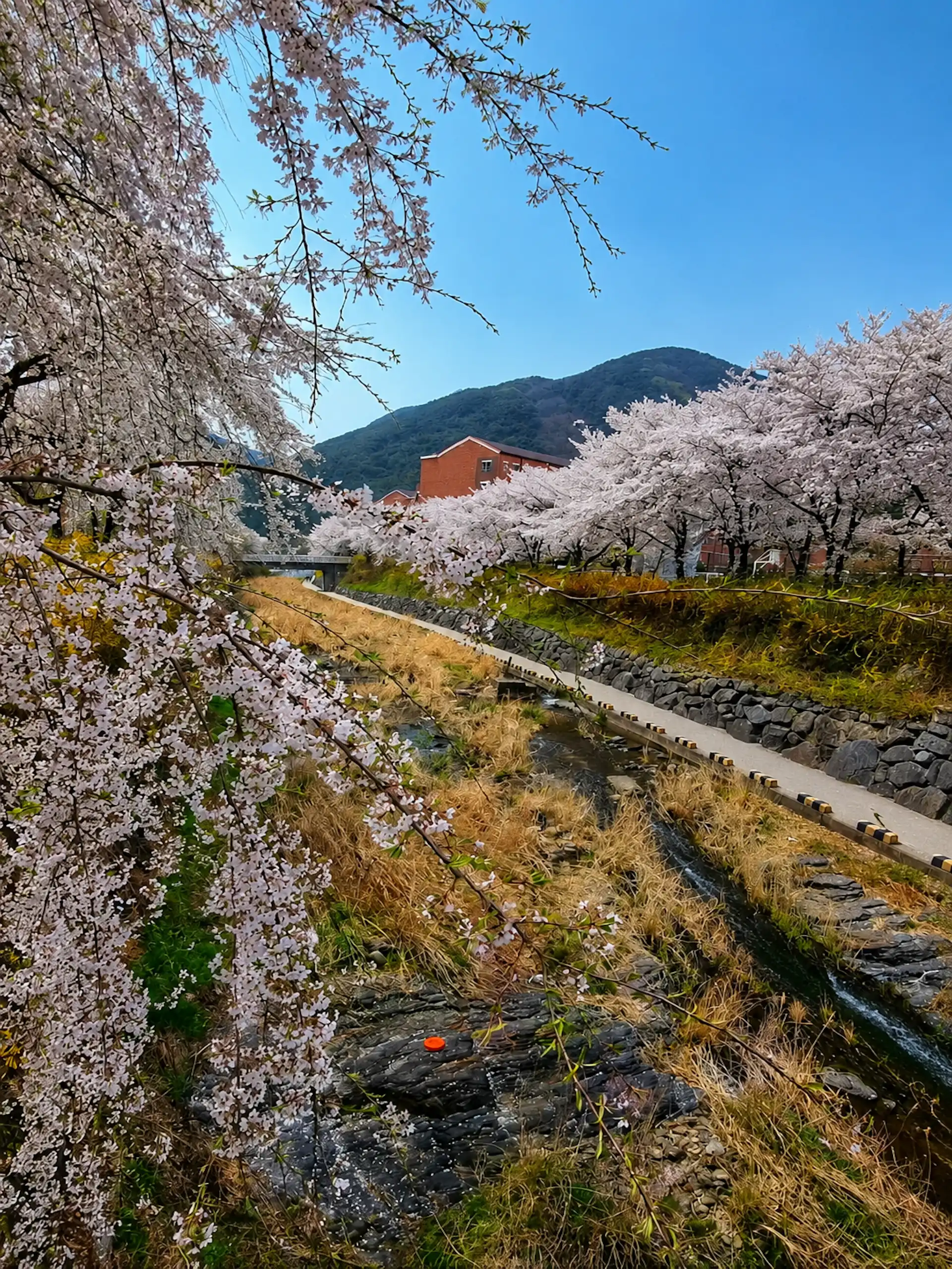 Uksucheon Promenade, weeping cherry blossoms, Yoshino cherry blossoms