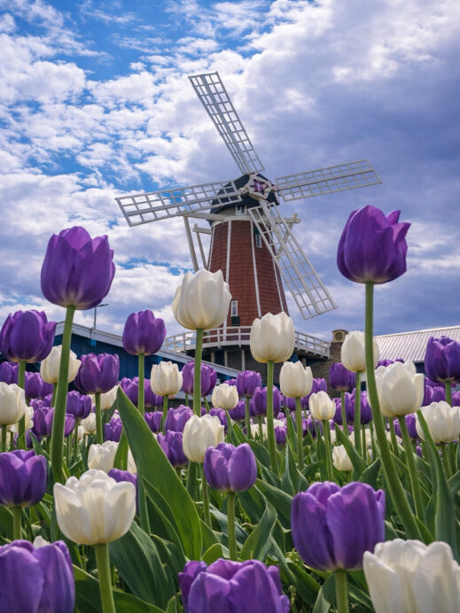How to Experience the 83rd Tulip Festival in Orange City | Dbs travels