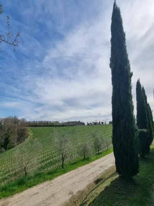Il Vecchio Maneggio trees wine vines