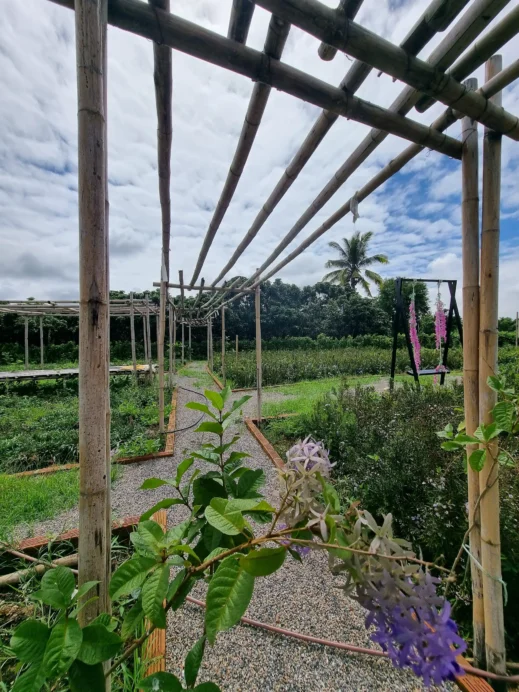 The View, garden, paths