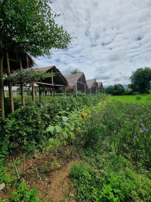 The View, garden, wild flowers, shacks