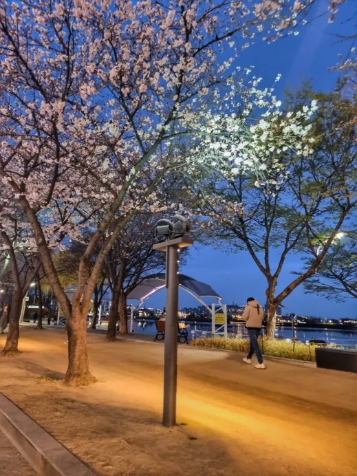 Suseong Lake, walking, night, cherry blossoms