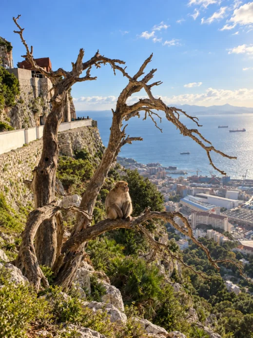 Gibraltar macaque overlooking the harbor