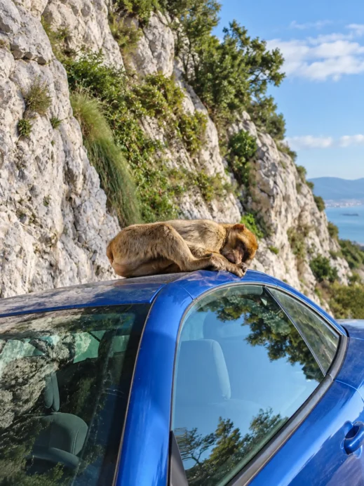 Gibraltar macaque resting on a blue car
