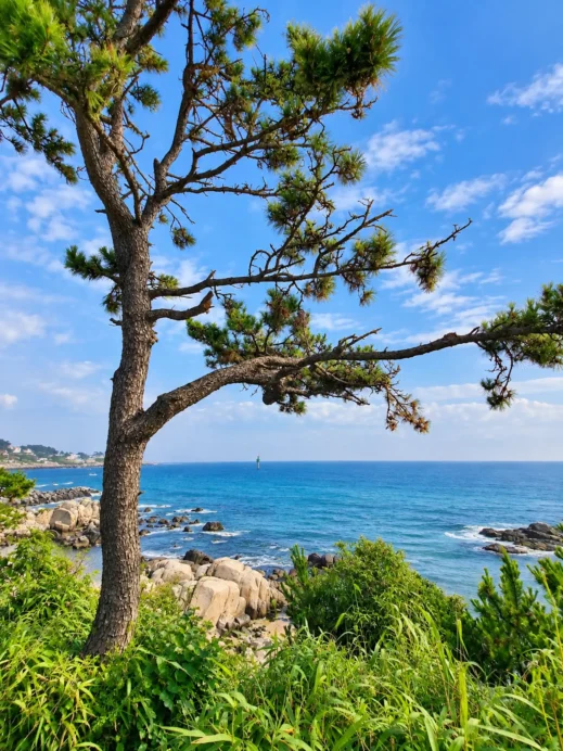Hidden Blue Cafe, Ulsan, tree, ocean