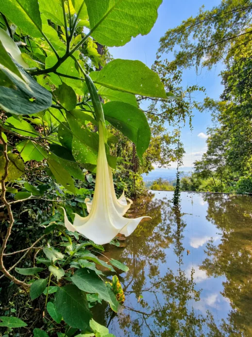 Wat Pha Lat, White Trumpet Flower