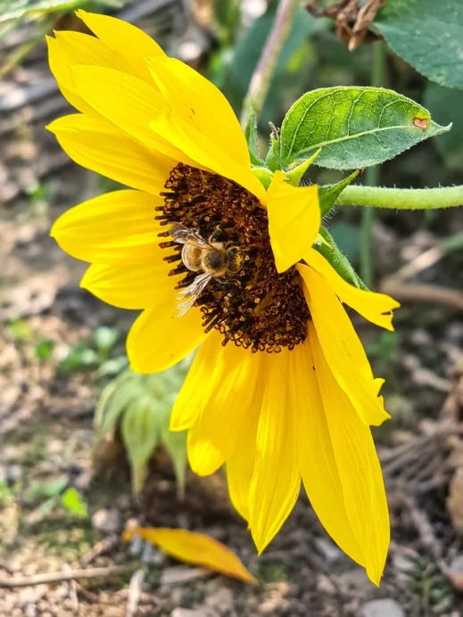 Banyawol Lotus Complex, sunflower, bee