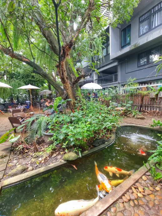 Fern Forest, pond, koi fish, Chiang Mai