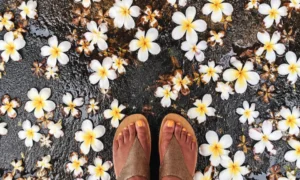 Frangipani petals, flowers, Luang Prabang, Laos,