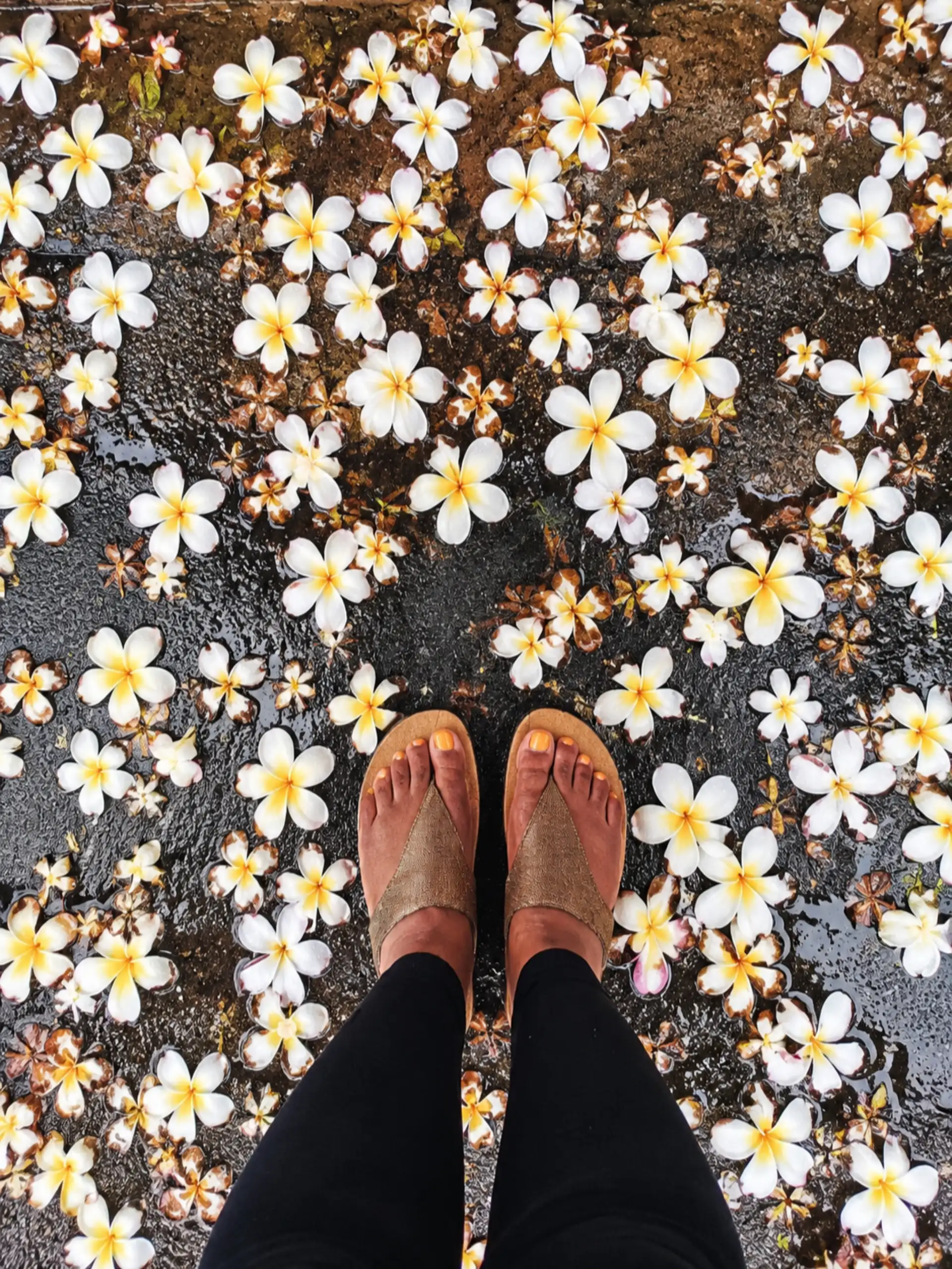 Frangipani petals, flowers, Luang Prabang, Laos,