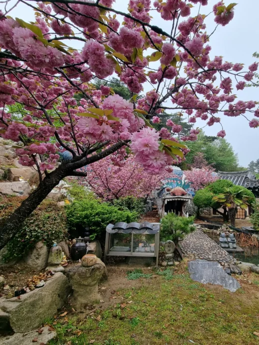 Pohang, Chilpodaewonsa Temple, cherry trees