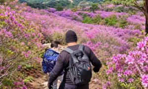 Steven, Mr Kim, hiking, Daegu, azaleas