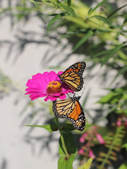 butterfly on flower